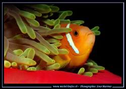 Clown Fish hidding... by Michel Lonfat 